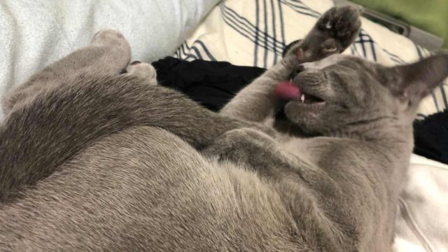 猫のグルーミングの時間や頻度は?|しすぎは脱毛症や皮膚炎になる