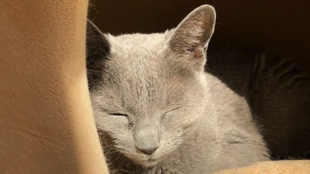 ロシアンブルーの寿命は短い？愛猫は21歳まで生きました
