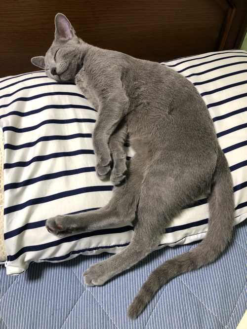 人間のように寝る猫