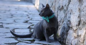 ロシアンブルー