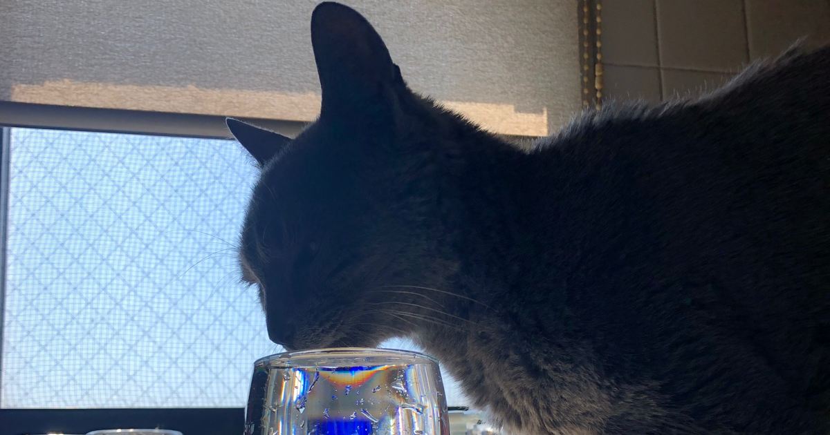 グラスの水を飲む猫