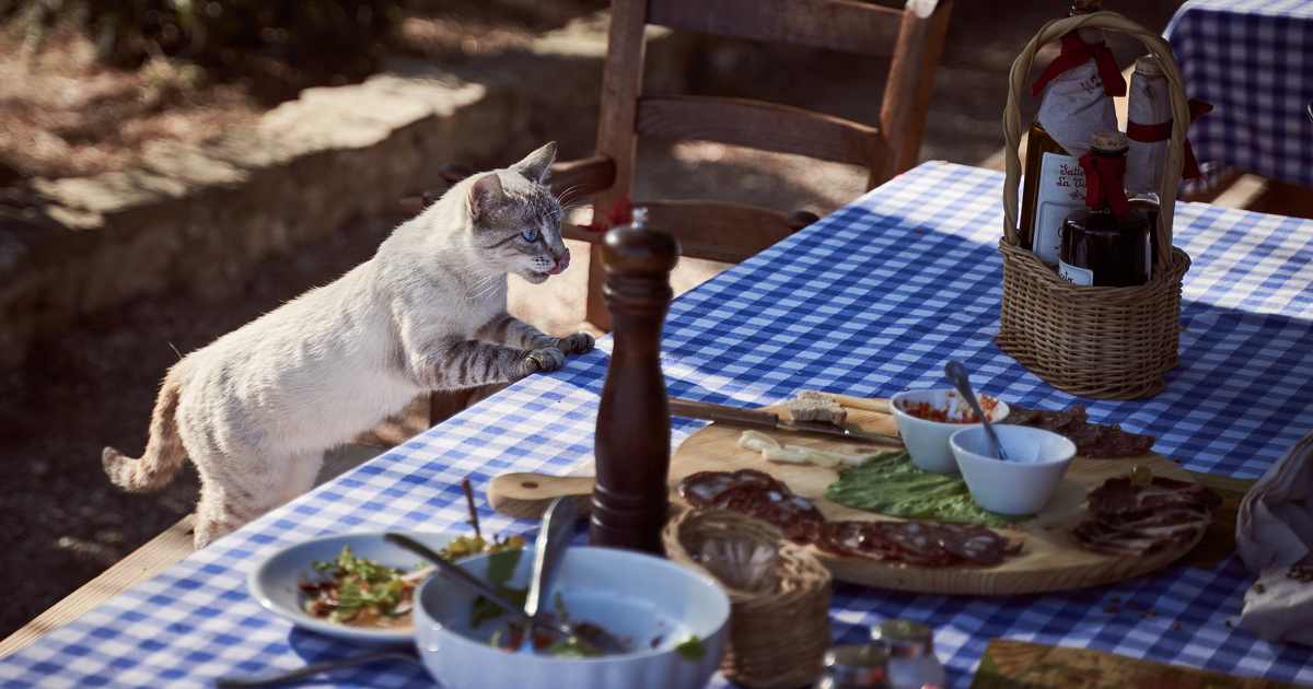 人間の食べ物を食べようとする猫