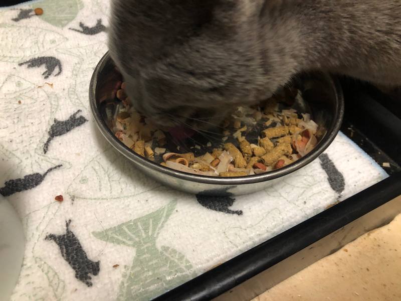 レガリエを食べる猫
