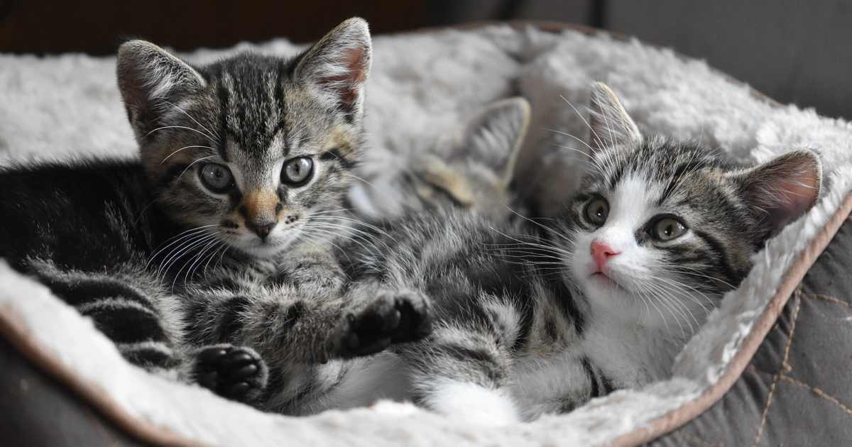 猫