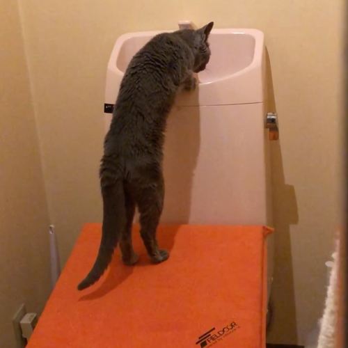 トイレタンクで水を飲む猫