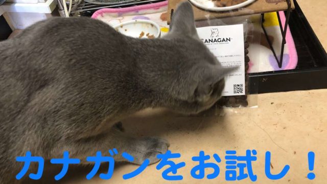 カナガンキャットフードのお試しサンプルをレビュー