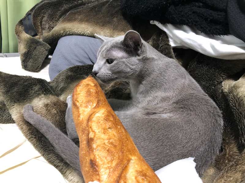 フランスパンと猫