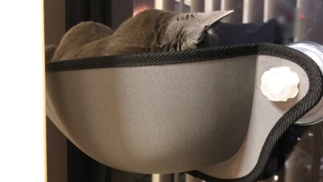 【レビュー】K&Hの猫用ネジ型吸盤ハンモック・ウィンドウベッド