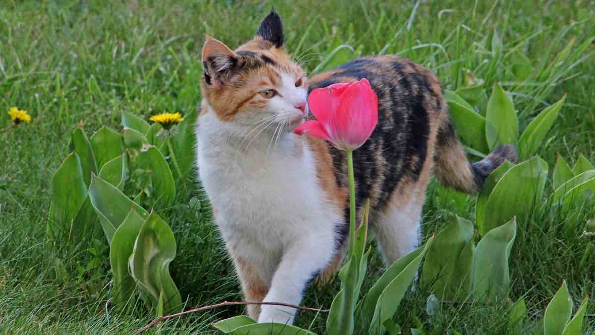 猫が汗の匂い好きな理由｜ワキガを密かに知らせてくれる？