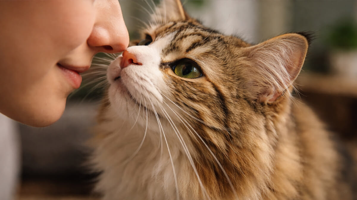 猫が汗の匂いを好む理由｜脇や足を嗅ぐのはなぜ？危険性と対処法も解説