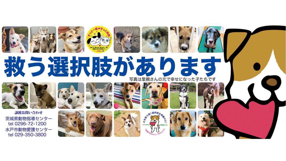 保護犬猫の啓蒙ポスター