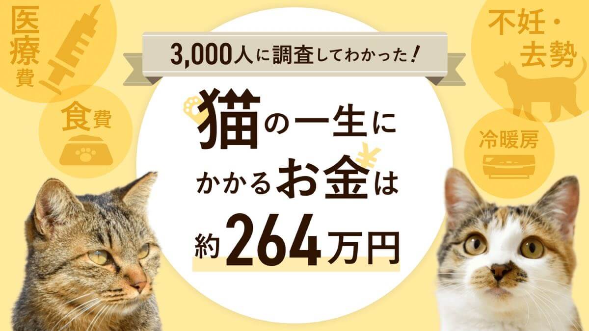 猫にかかる費用は生涯で約264万円｜飼い主は質素に生活しよう！？