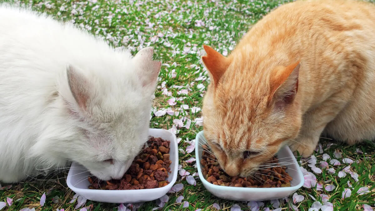 どうぶつ基金、沖縄の野良猫への餌やり禁止条項の削除求め署名活動