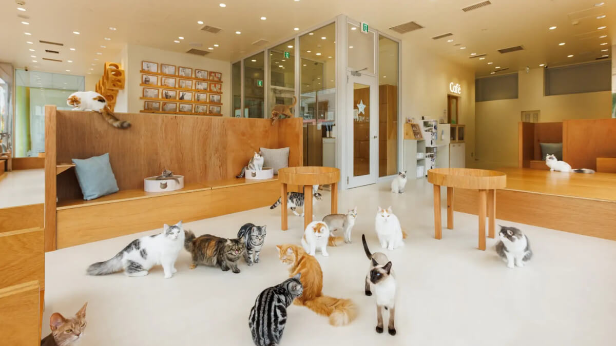 見て、ふれて、感じる猫カフェ「Cat Café MOFF 枚方モール店」オープン