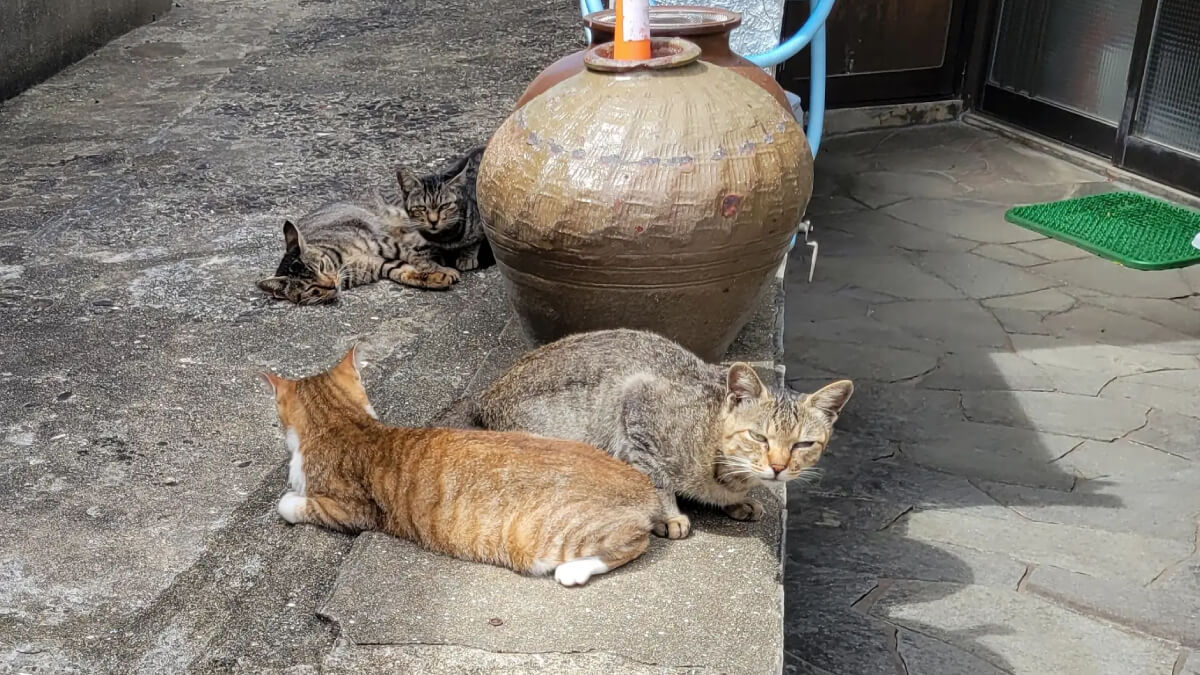 どうぶつ基金が全て負担、長崎の離島で猫100頭に無料不妊手術を実施