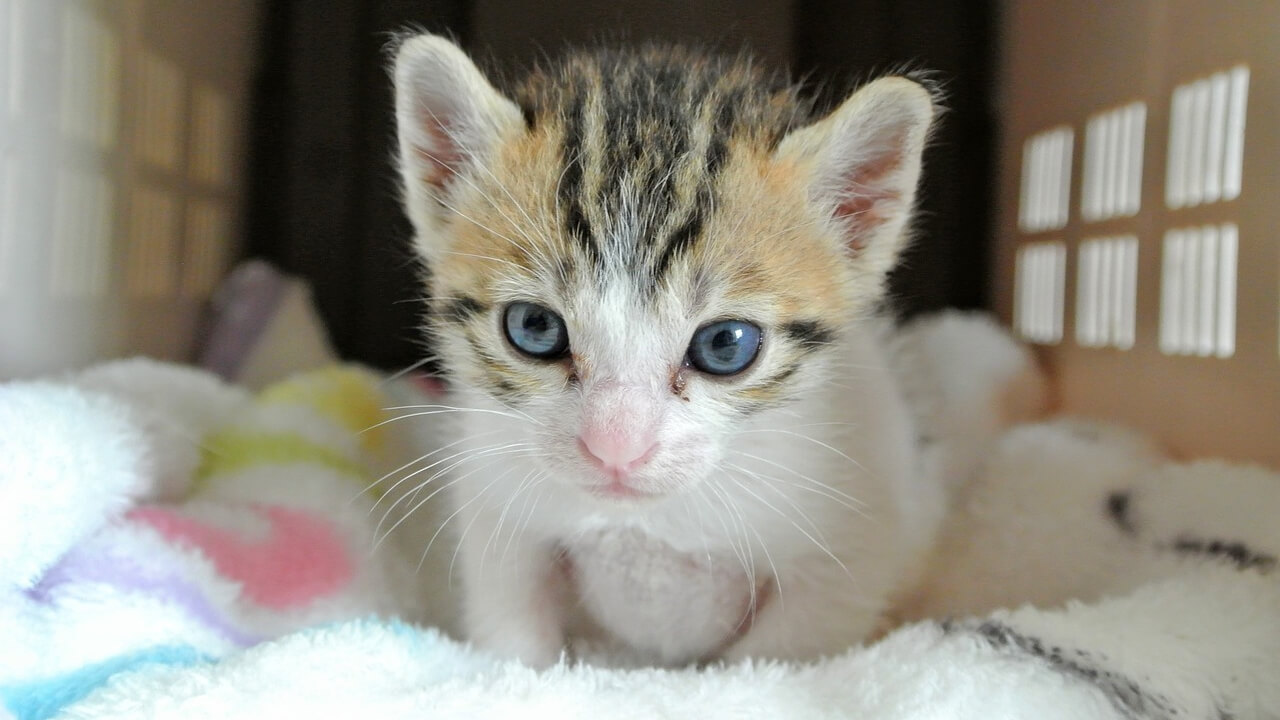 猫がふみふみする理由とは？寝る前にゴロゴロ鳴らすのは1日を締めるため