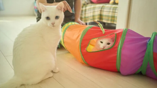 カチタスが「世界猫の日」に特集記事公開、平屋で猫と暮らす家族の物語を紹介