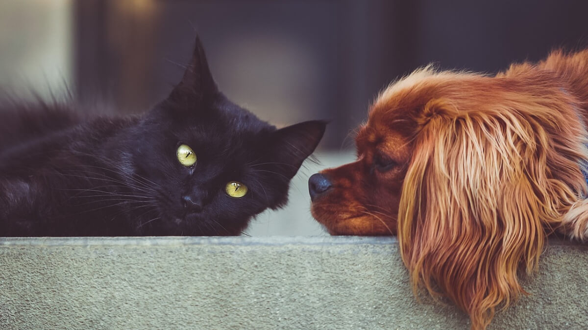 初心者でも簡単！画像認識AIを使って犬と猫を正確に見分ける方法