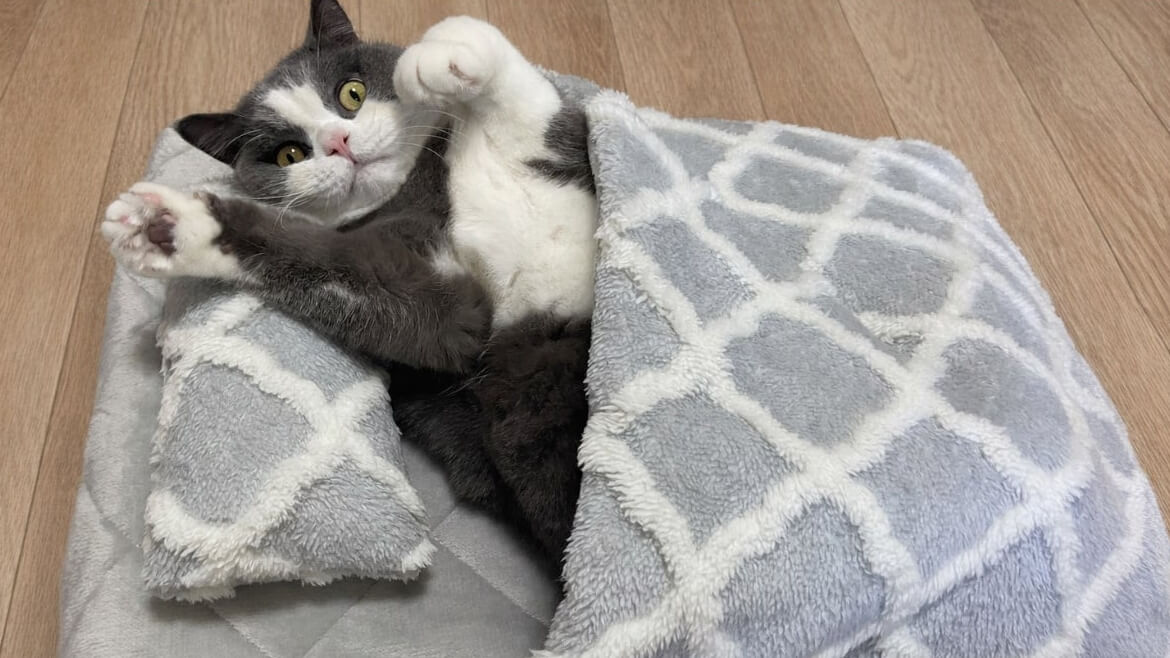 ニトリ、Nウォーム生地使用のペット用ふとんセットを新発売