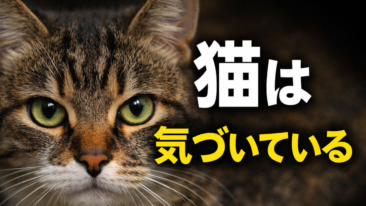 【衝撃】猫は飼い主の異変に気づいていた？科学が示す「第六感」の正体
