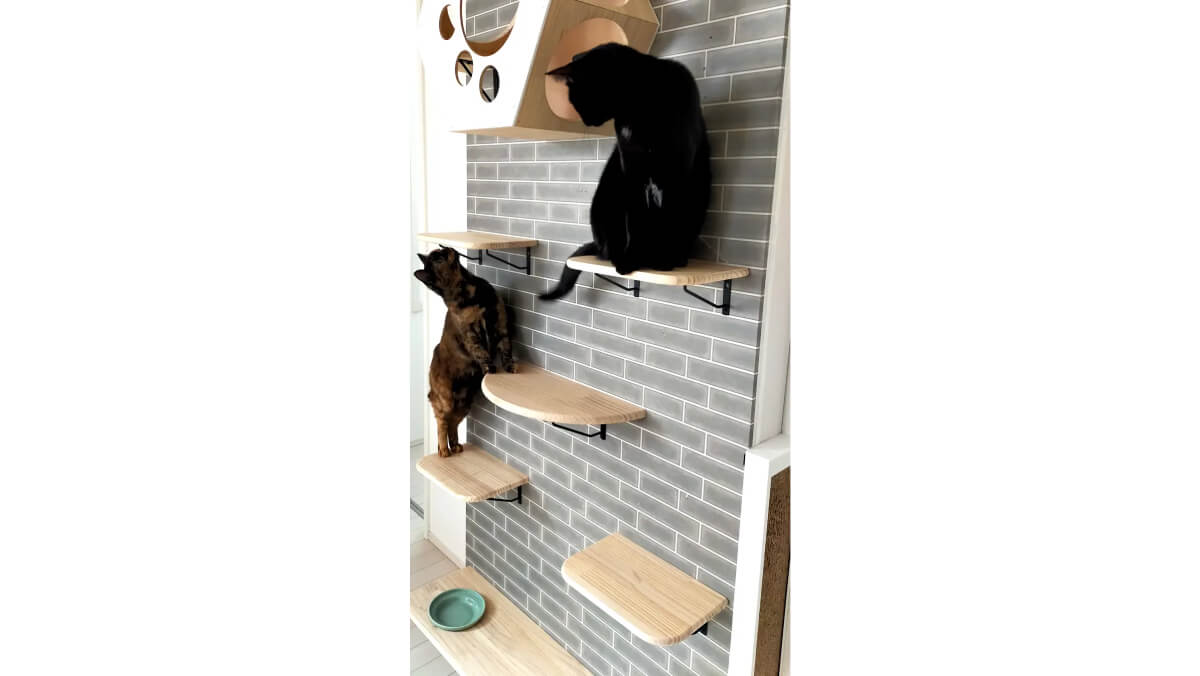 四日市の猫専門不動産が壁面家具と脱走防止柵を発売、保護猫支援CPも開始