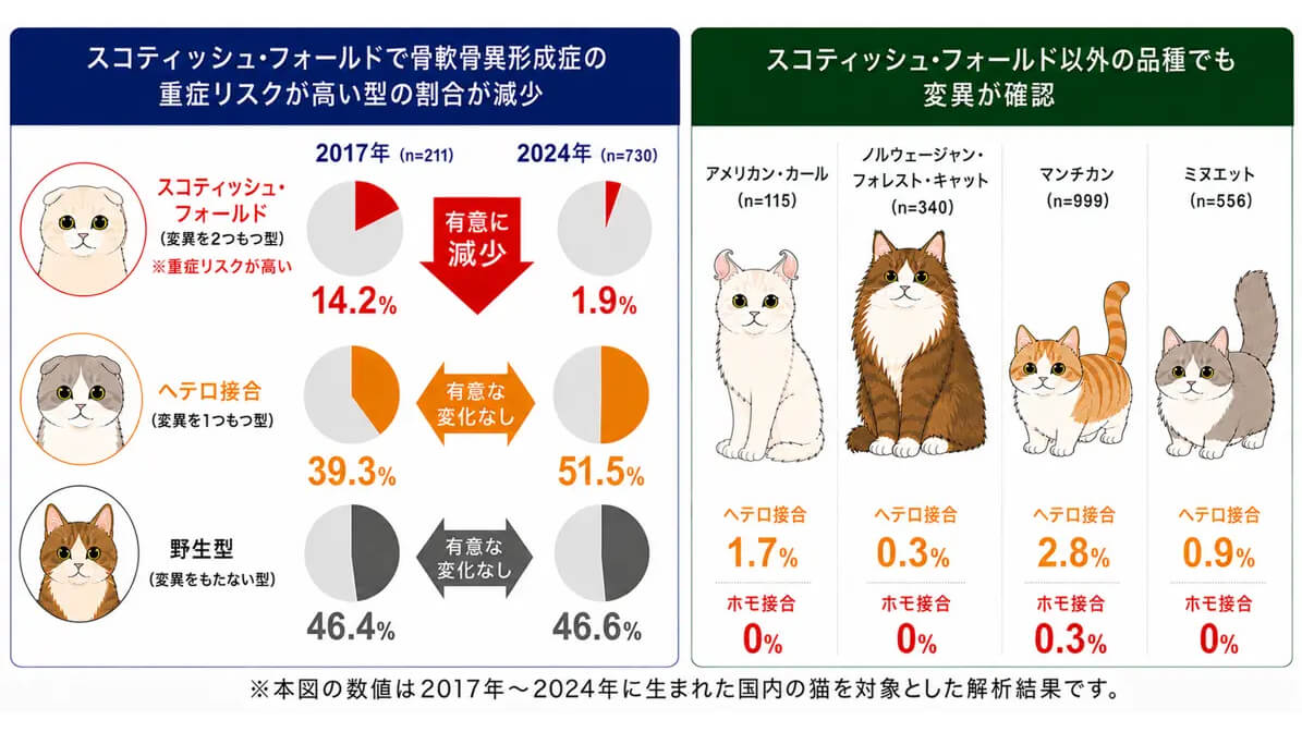 スコティッシュ・フォールドの重症型割合が低下、遺伝子検査の普及で変化か