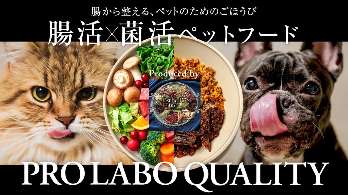 猫向け腸活・菌活おやつ「CATZYME CRUNCH」発売、82種の乳酸菌配合