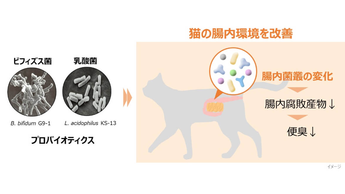 大正製薬、ビフィズス菌G9-1と乳酸菌KS-13が猫の腸内環境改善に寄与か
